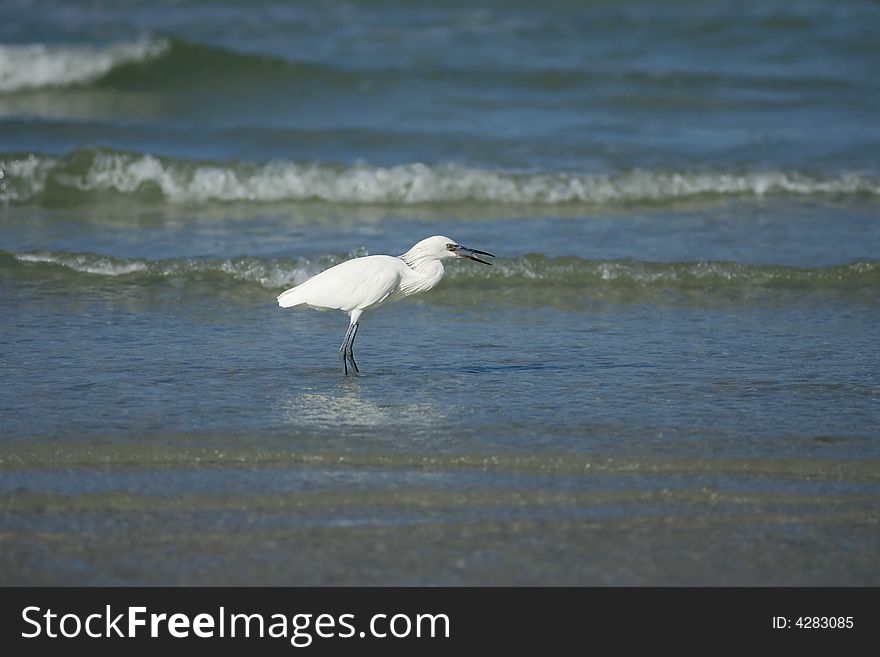 A white morphed Reddish Egret feeding as he walks along in the surf