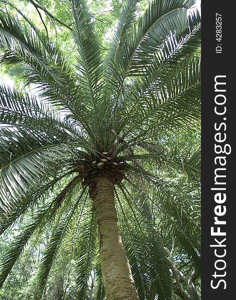 Sunny day, looking up at palm tree, textures, color, green, leaves, sky, tropical. Sunny day, looking up at palm tree, textures, color, green, leaves, sky, tropical