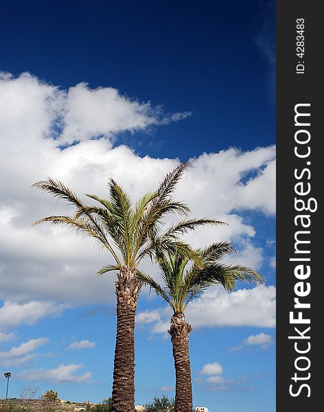 Two palms  in a mediterranen park.