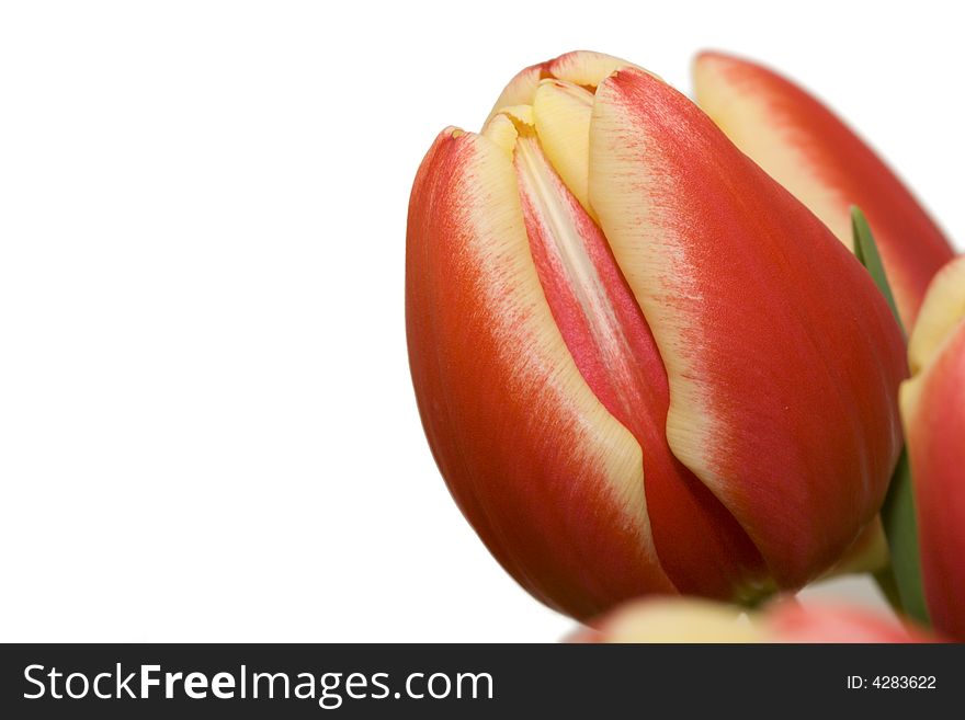 Close-up of red and yellow tulip isolated over white with copy space