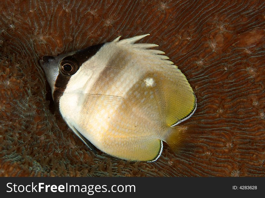 Juvenile butterfly fish sleeping at night. Juvenile butterfly fish sleeping at night.