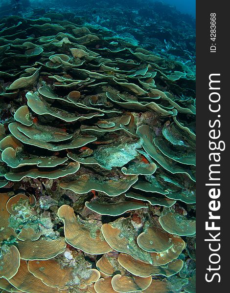 Coral reef, hard coral , Bunaken island.