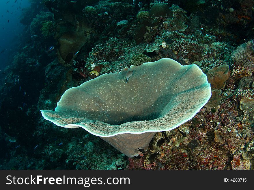 Hard coral on the reef wall.