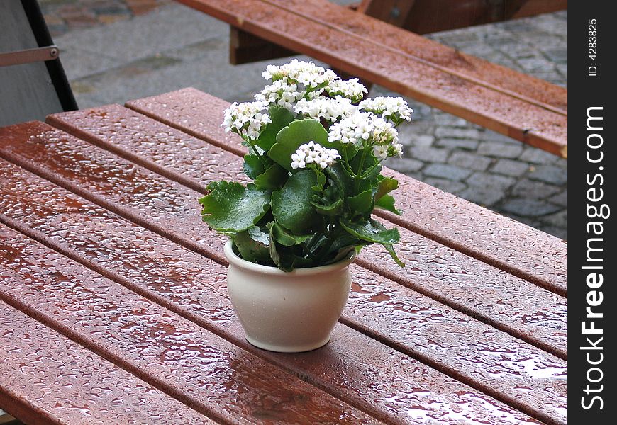 Coffee table outdoors with flowers in the rain. Coffee table outdoors with flowers in the rain