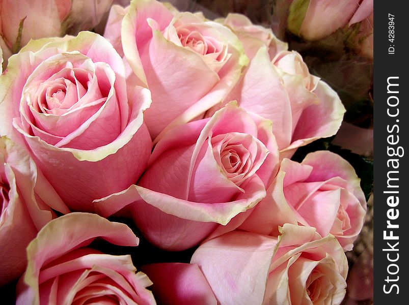 A bouquet of pink roses. A bouquet of pink roses