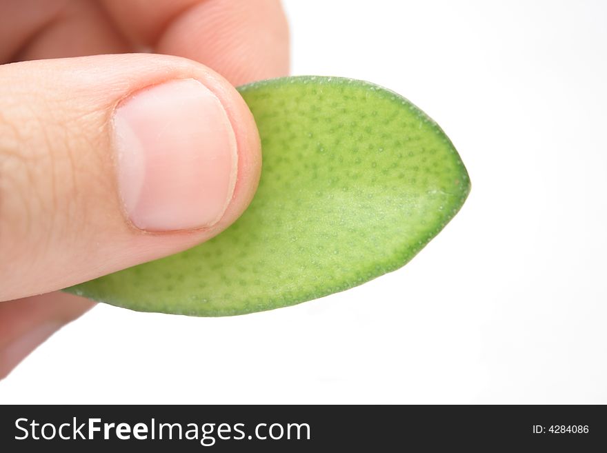 Fingers with leaf on white background without shadow