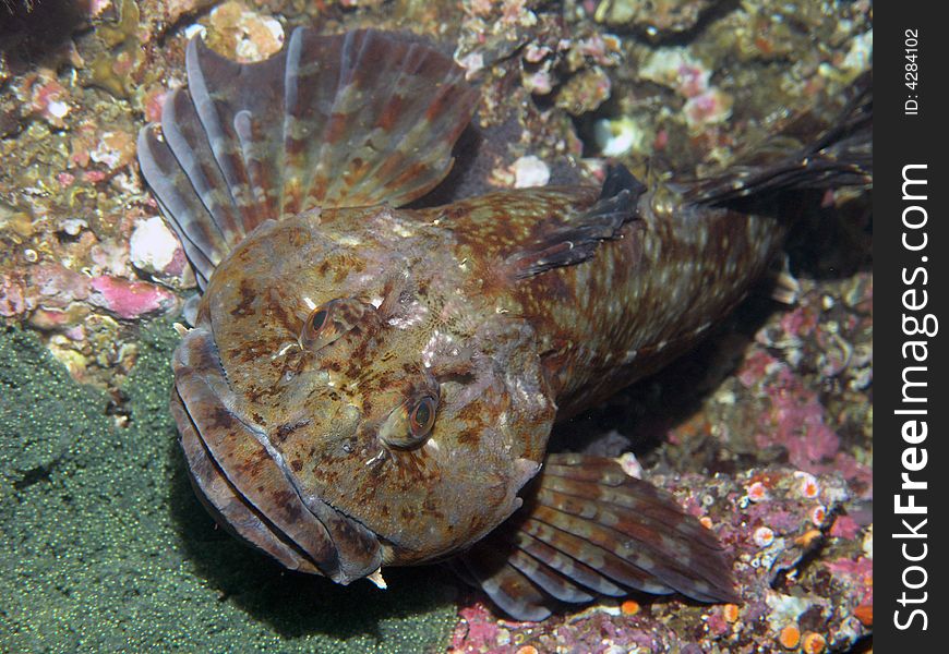 A large Cabezon guarding its egg cluster.
Scientific name Scorpaenichthys marmoratus. A large Cabezon guarding its egg cluster.
Scientific name Scorpaenichthys marmoratus