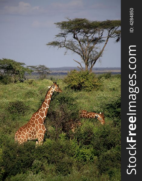 Two giraffe feeding in the Masai Mara National Reserve