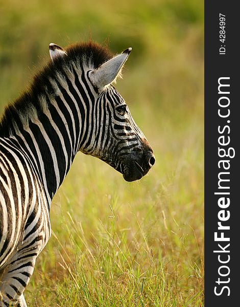 African Zebra