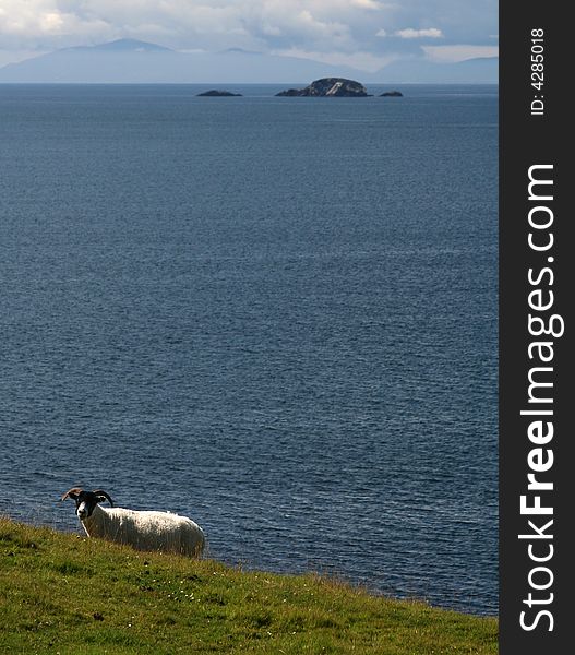 A scottish sheep near the coast