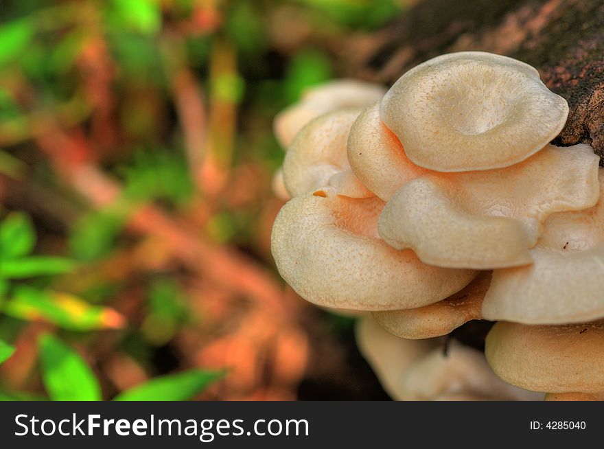 Wild mushrooms growing on a tree trunk