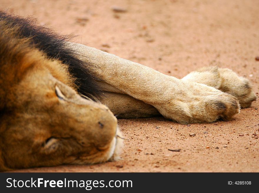 A shot of African Lions in the wild