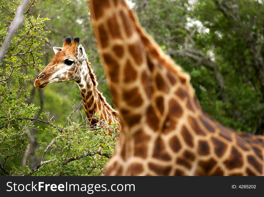 A shot of African Giraffes in the wild