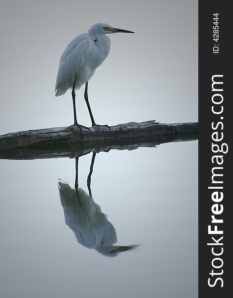 A shot of a Great Egret in the wild