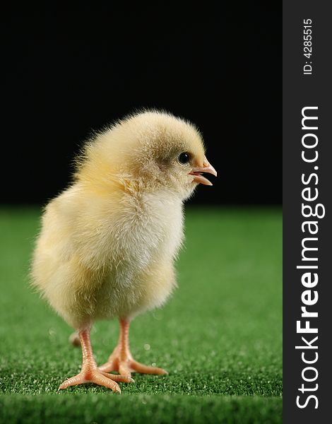 Little baby chicken, studio shot over black background on green carpet imitating a green grass. Little baby chicken, studio shot over black background on green carpet imitating a green grass.