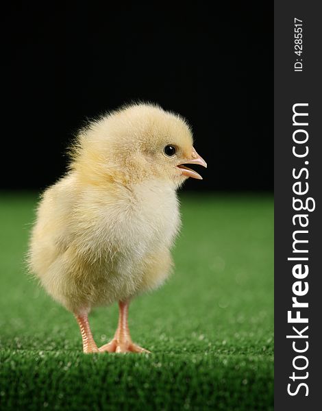 Little baby chicken, studio shot over black background on green carpet imitating a green grass. Little baby chicken, studio shot over black background on green carpet imitating a green grass.