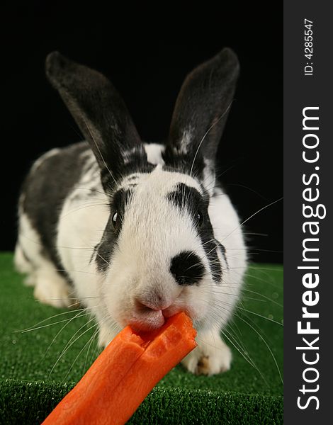 Studio shot of rabbit eating carrot on green grass imitating carpet and black background. Wide angle lens used. Studio shot of rabbit eating carrot on green grass imitating carpet and black background. Wide angle lens used.