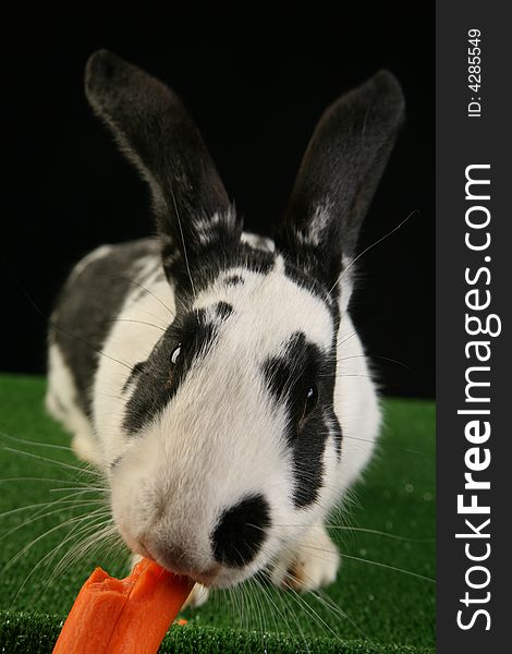 Studio shot of rabbit eating carrot on green grass imitating carpet and black background. Wide angle lens used. Studio shot of rabbit eating carrot on green grass imitating carpet and black background. Wide angle lens used.