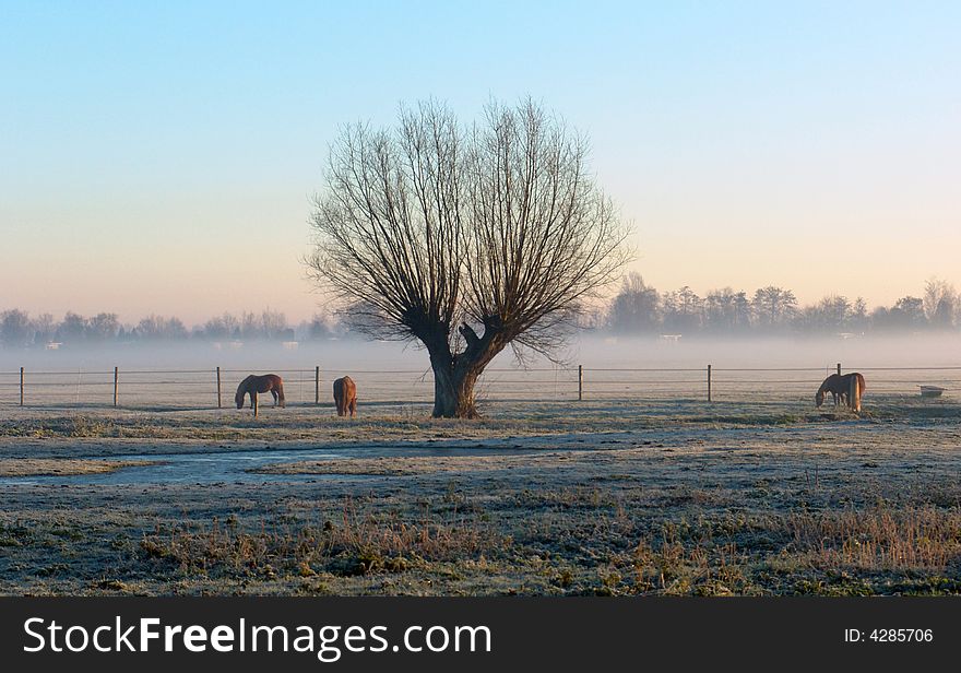 A range in a misty moring with three horses an d a tree. A range in a misty moring with three horses an d a tree