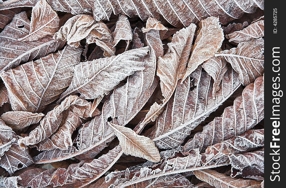 Fallen leaves covered in frost on a Winter morning. Fallen leaves covered in frost on a Winter morning.