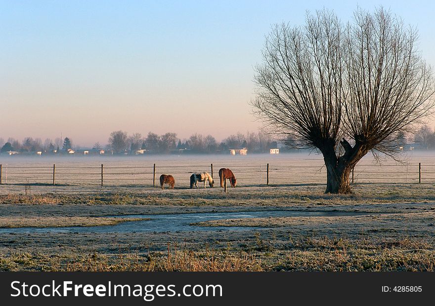 A range in the moring with horses browsing on. A range in the moring with horses browsing on