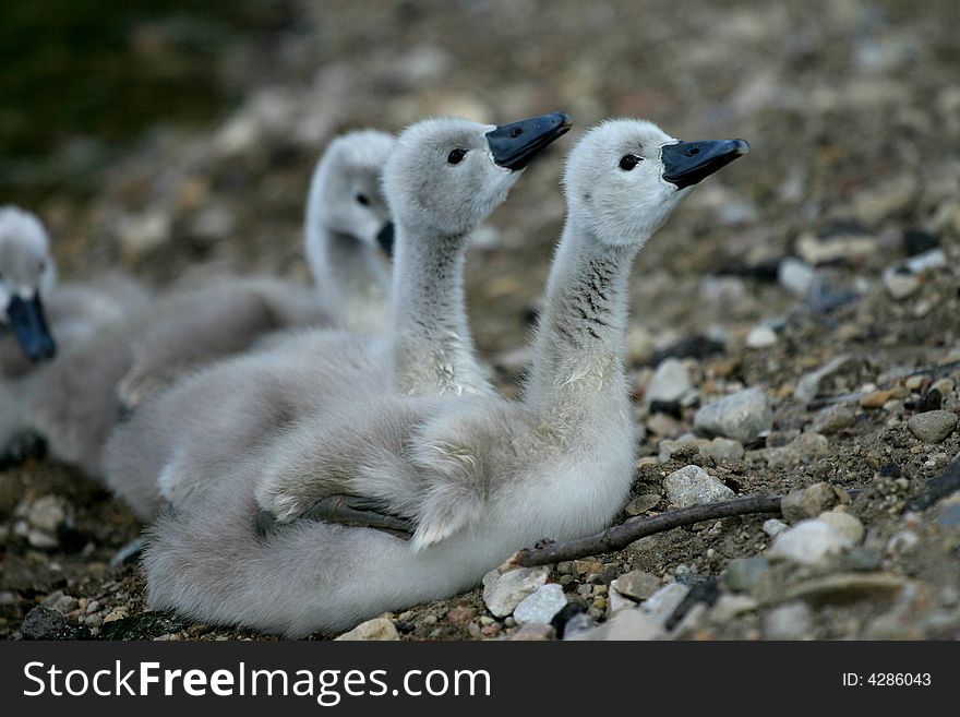 Swan Family