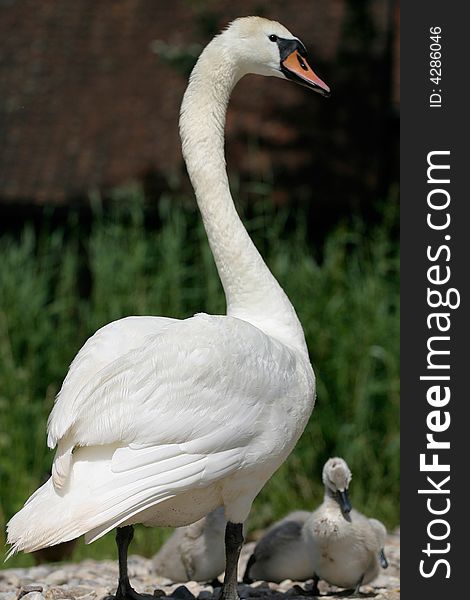 Swan protecting his small chicken. Swan protecting his small chicken