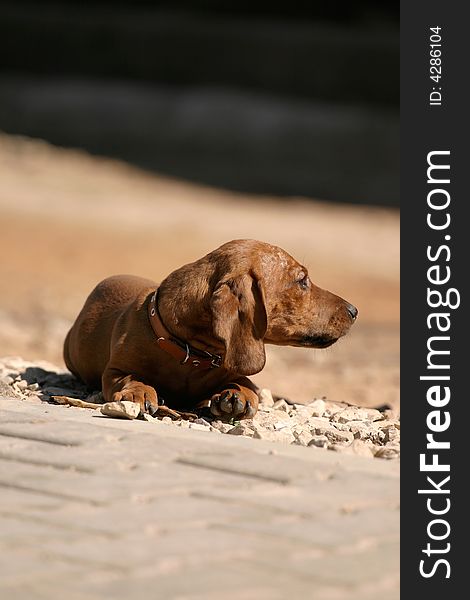 Dog lying on ground looking