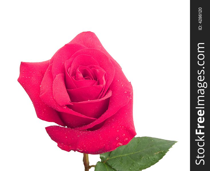 Beauty red rose on white. Isolated