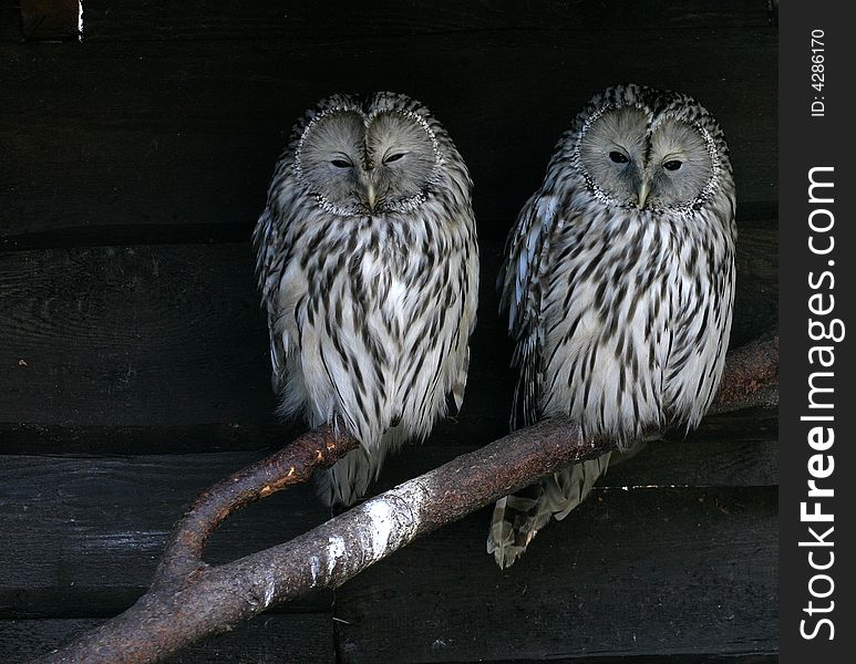 Two sleepy owls sitting on tree