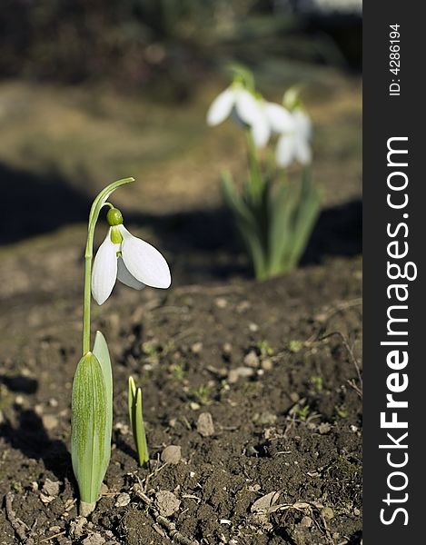 Beautiful snowdrop flowers at the garden