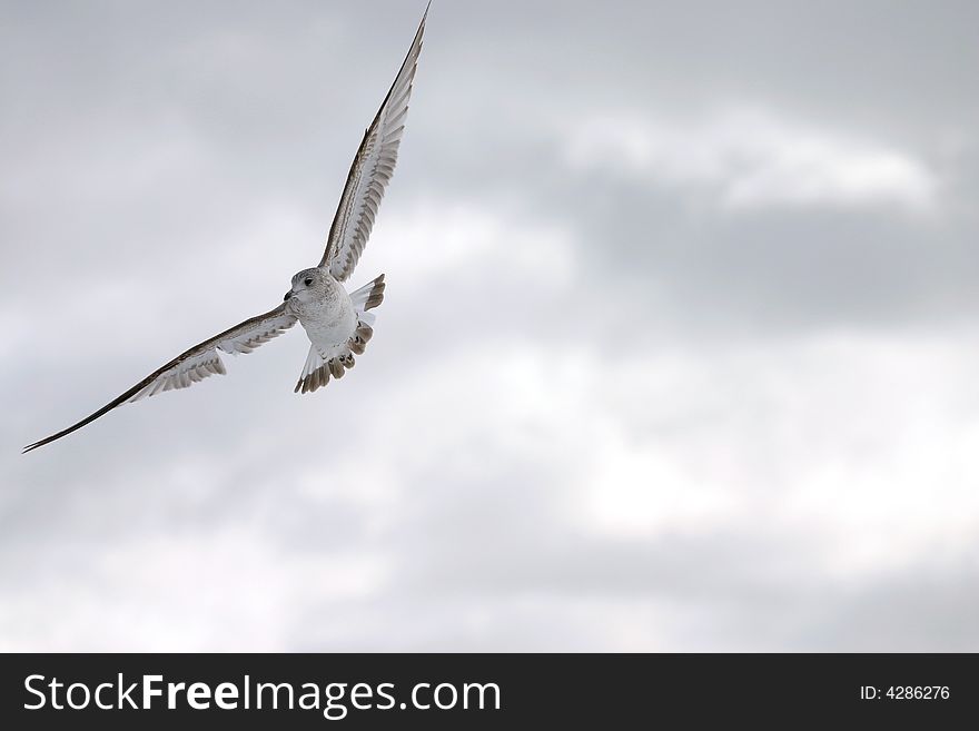 Bird in flight spreaded wings. Bird in flight spreaded wings