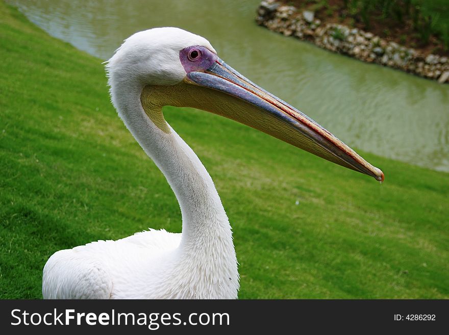 White Pelican waddles on the grass (South Africa)