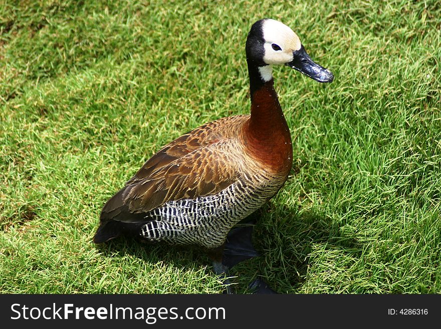 African White-faced Duck waddles on the grass (South Africa)