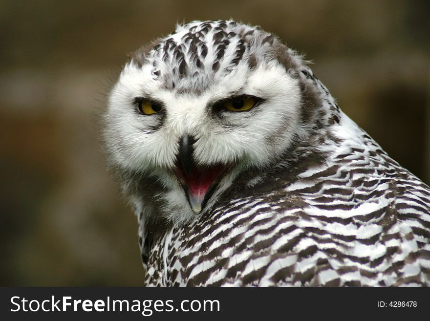 Majestic Spotted Owl with beak open