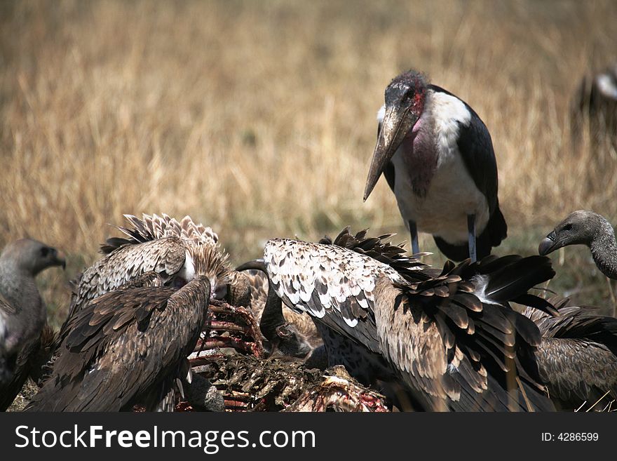 Maribou Stork and Vultures over carcass in the Masai Mara Reserve (Kenya)