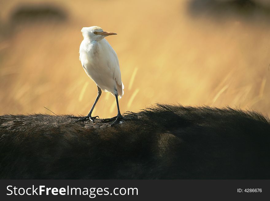 White Cattle Egret hitching a ride on the back of a buffalo in the Masai Mara Reserve (Kenya)