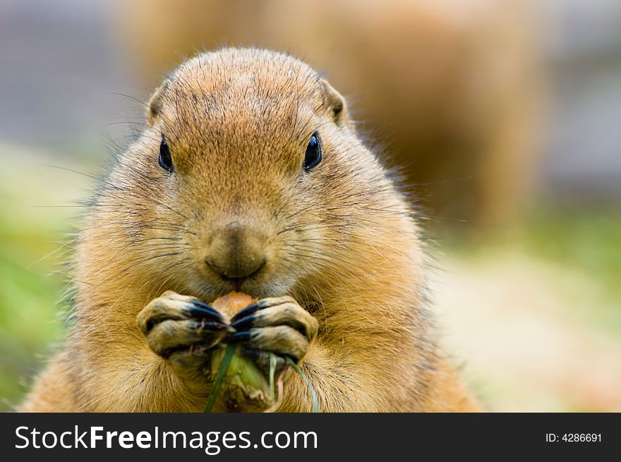 Close-up of a cute prairie dog