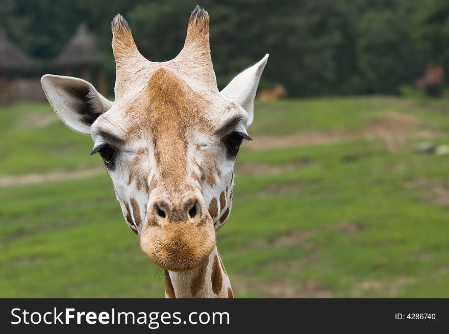 Cute giraffe looking directly at the camera