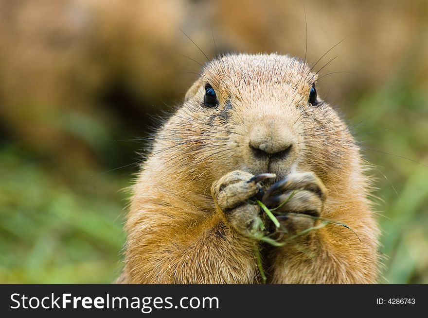 Close-up of a cute prairie dog