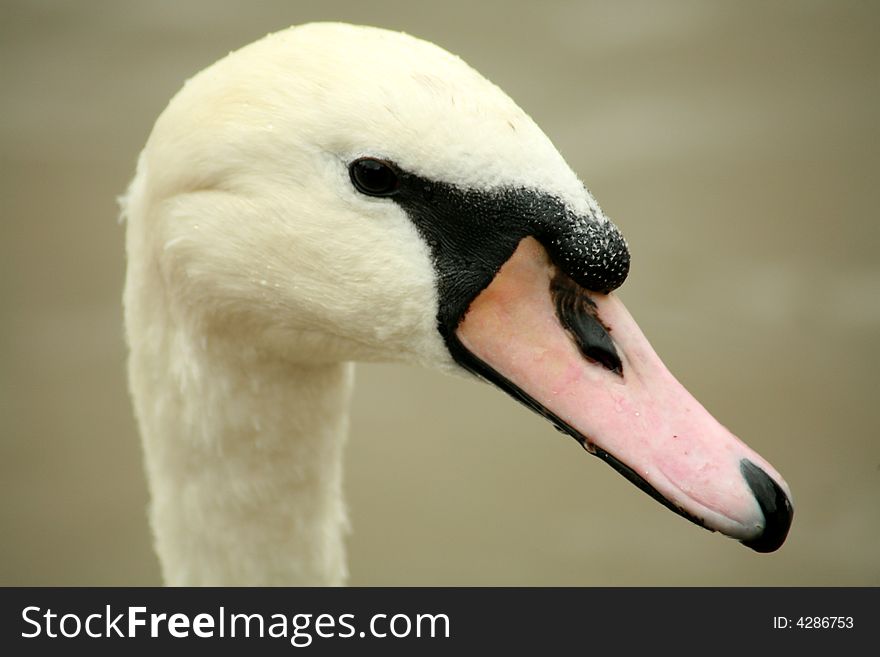 White swan on a canal in Stratford (England)