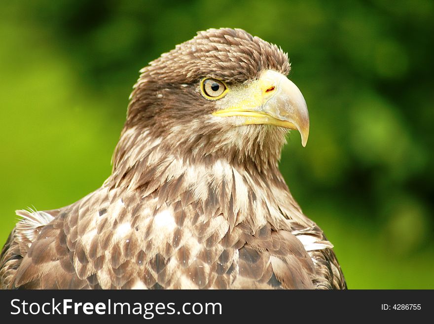 Juvenile Bald Eagle Close up