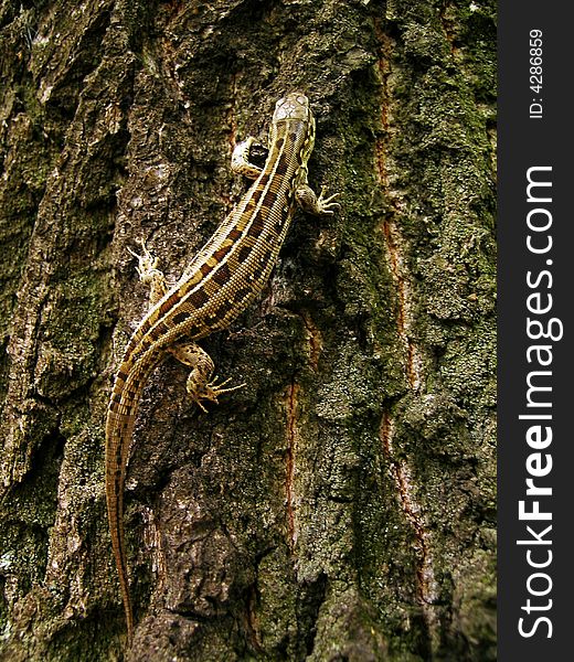 Lizard On The Tree