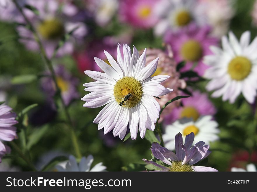 Flowers And Bee