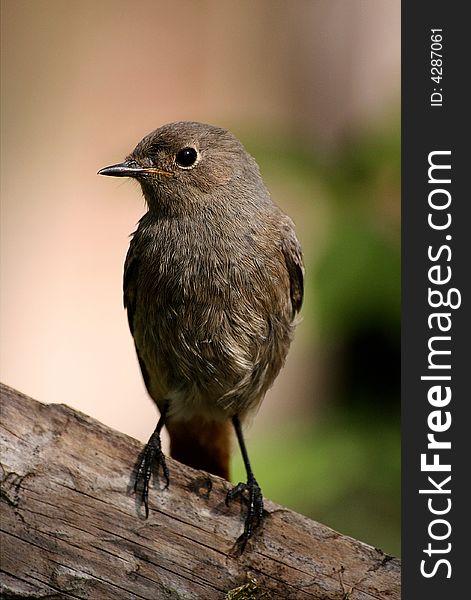 Redstart sitting on the wooden bar.