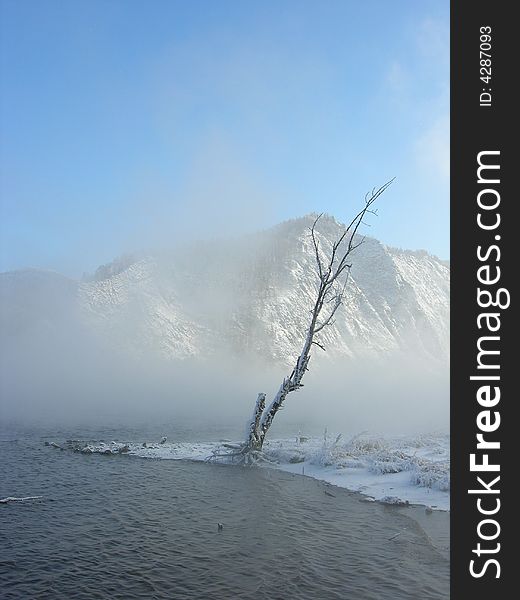 An old tree on coast in winter