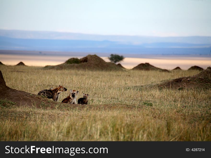 Spotted Hyena family at sunset in the Masai Mara Reserve (Kenya)