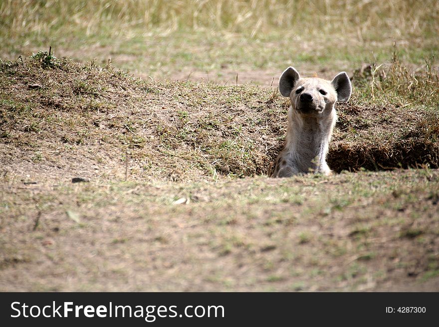 Spotted Hyena pops its head out of its den in the Masai Mara Reserve (Kenya)