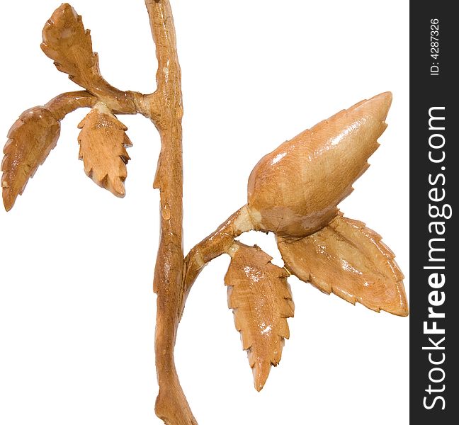 Wooden Rose leaves, close-up, isolated