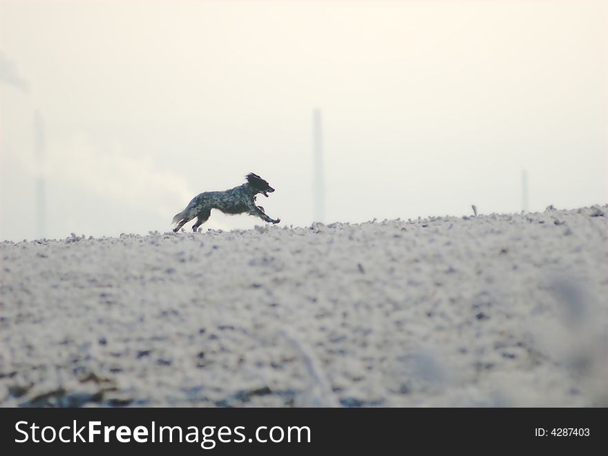 A dog is runnig across a snow field. A dog is runnig across a snow field